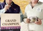 Hagen sHows grand CHampion CommerCial Heifers
