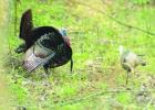 TIPS FOR TURKEY: Hunters reporting mixed early season results