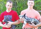 Brothers work together on show swine projects